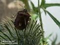 2007-0702Hairy shieldbug